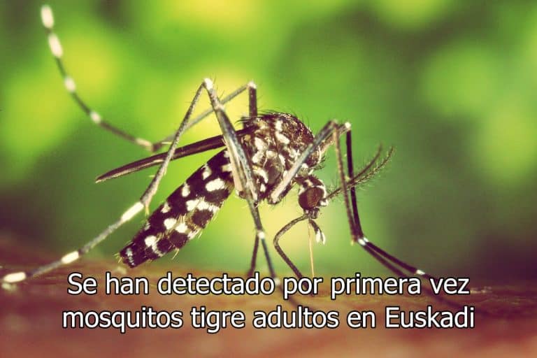 Se han detectado por primera vez mosquitos tigre adultos en Euskadi