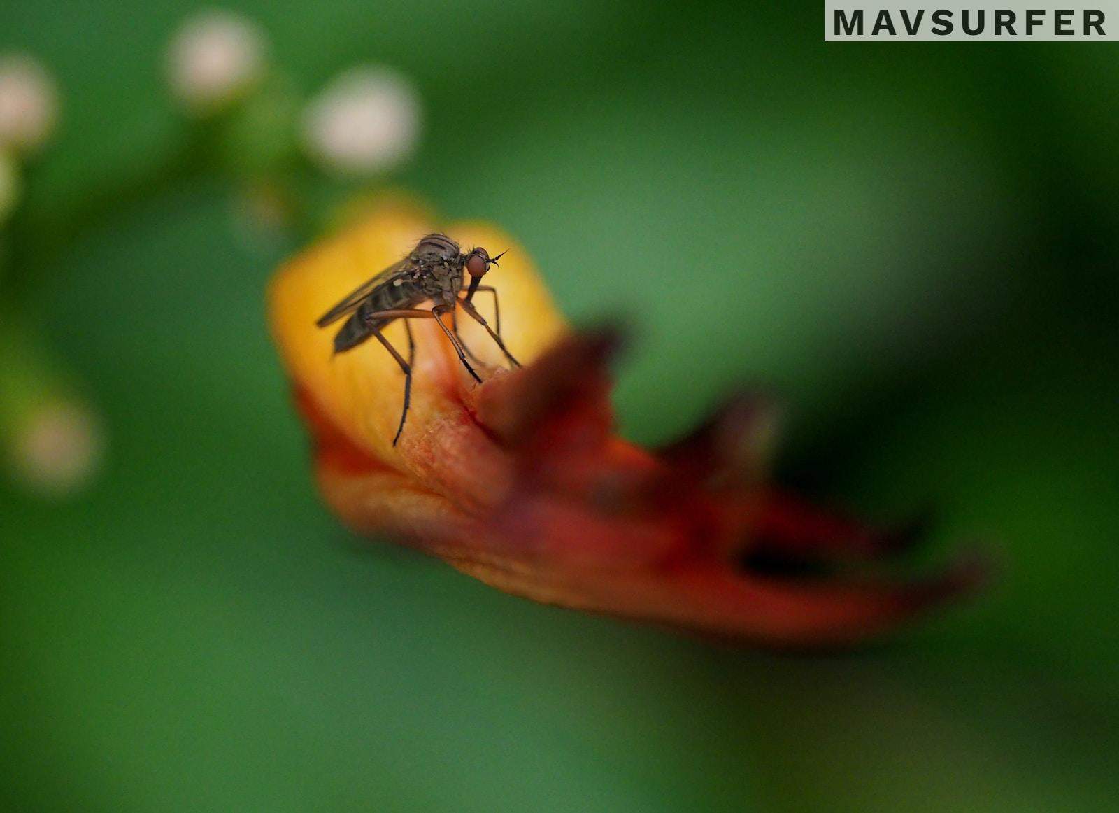 black and yellow bug on red flower
