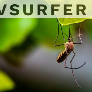 Cómo evitar que te piquen los mosquitos