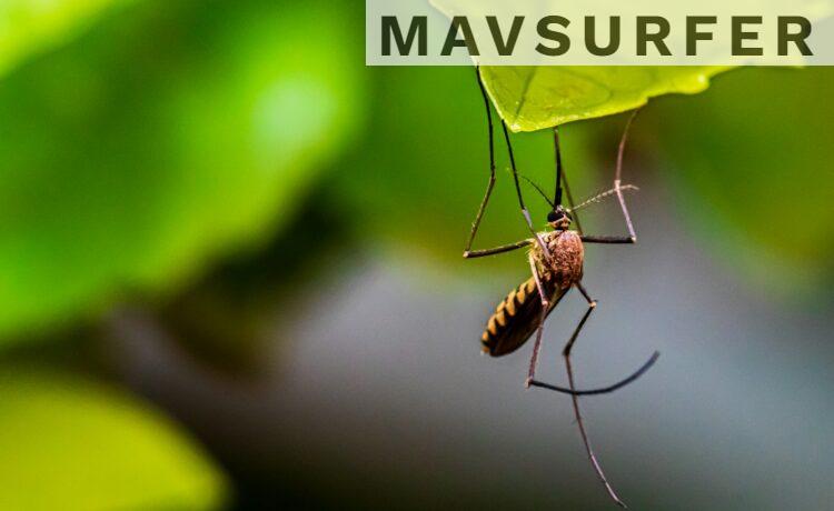 Cómo evitar que te piquen los mosquitos