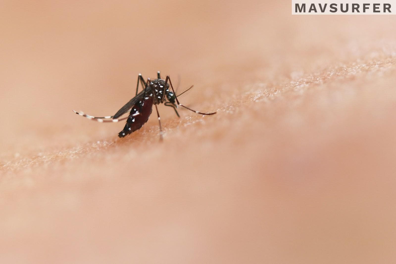 evitar que te piquen los mosquitos