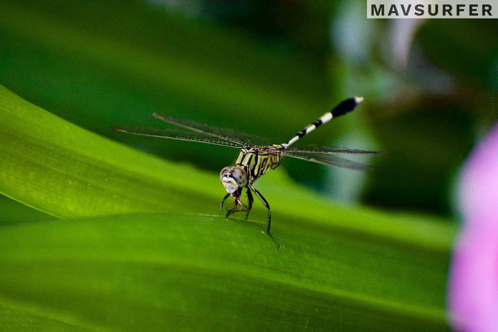evitar picaduras de mosquito