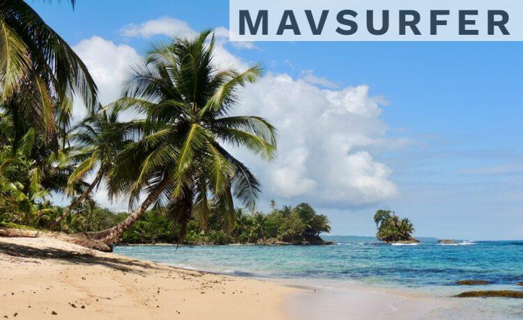 palm tree on beach shore during daytime