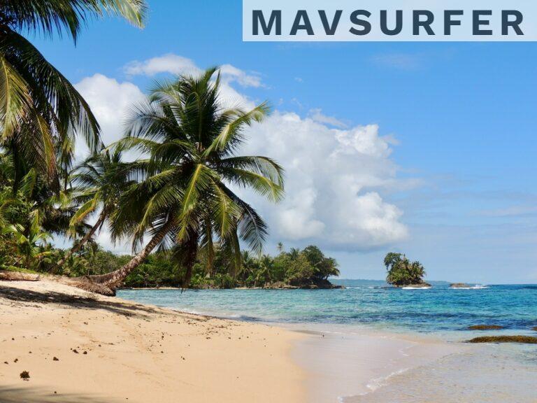 palm tree on beach shore during daytime